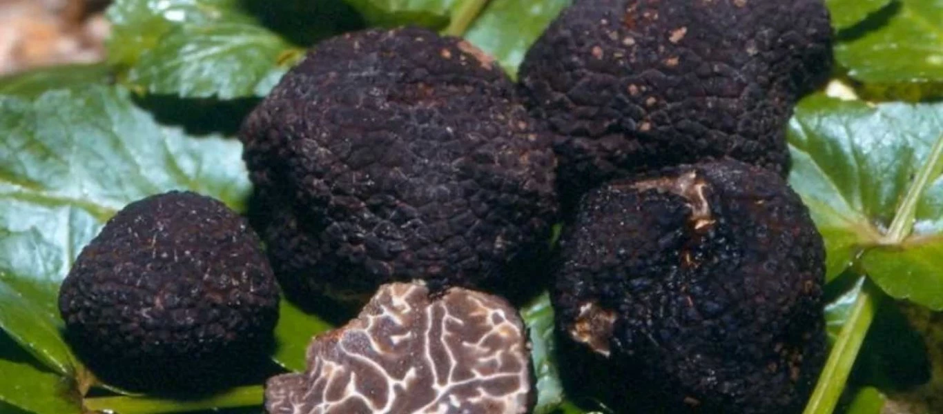 Τρούφα: Ανάπτυξη στην Ελλάδα τα τελευταία χρόνια για το μανιτάρι που αγγίζει τα 3.000 χιλιάδες ευρώ (φωτό)